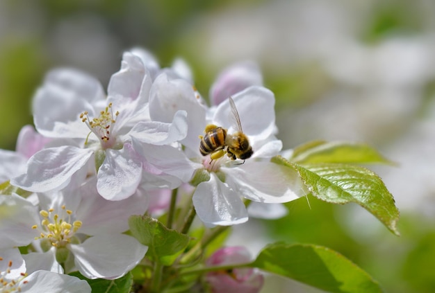 Abeja llena de polen en flores blancas de manzano en primavera