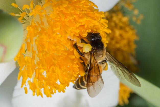 Abeja macra que busca el néctar en las flores.