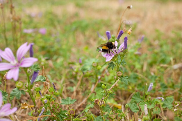 Abeja en una malva