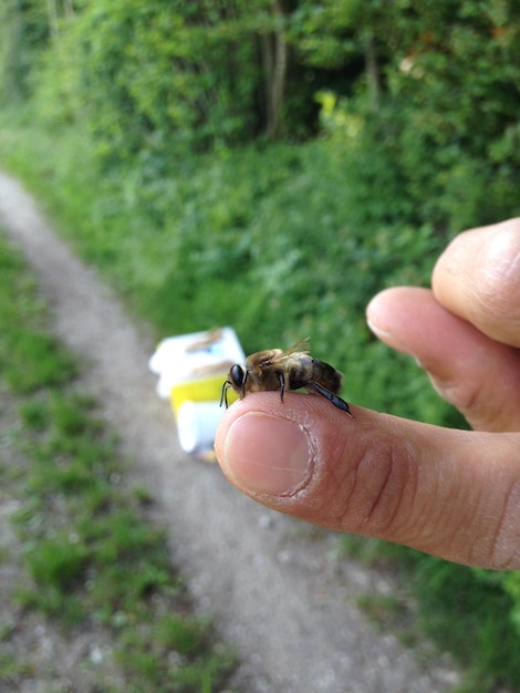 Foto abeja con la mano cortada