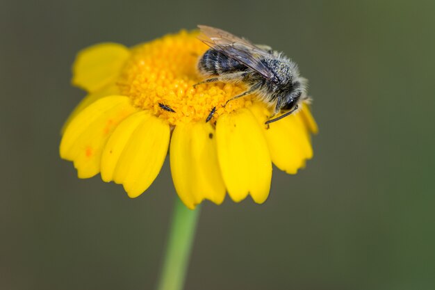 Abeja en una margarita amarilla