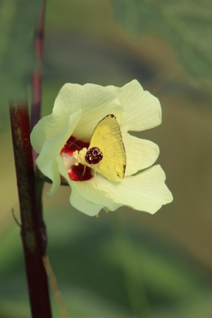 Foto la abeja melífera en la flor de la canola recolectando néctar