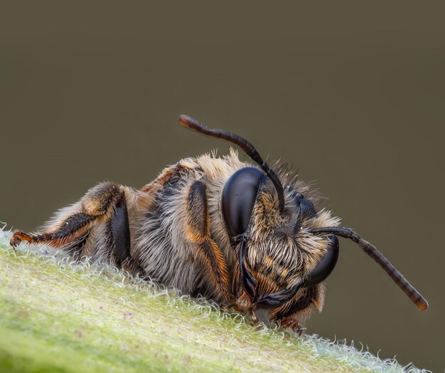 Foto una abeja melífera se posa sobre una planta verde enfoque selectivo macro insecto ampliación extrema