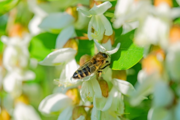 Una abeja melífera recoge miel de las flores de acacia