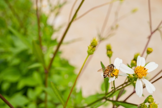 La abeja melífera toma néctar de la flor del prado cuando es de día
