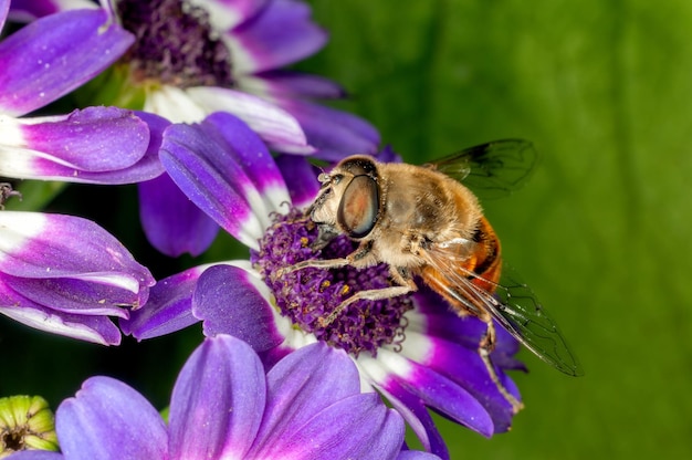 La abeja de miel está chupando el néctar de las flores azules