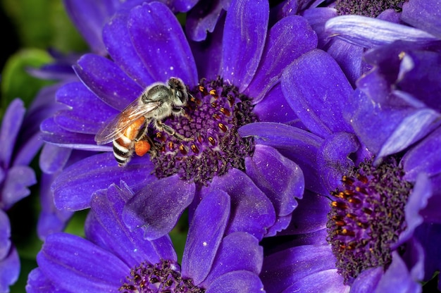 La abeja de miel está chupando el néctar de las flores azules