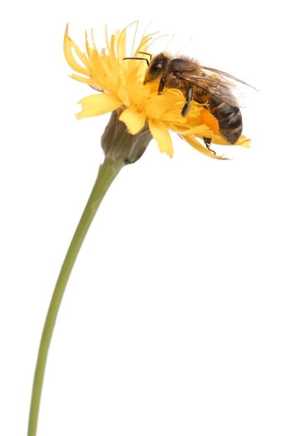 Abeja de miel occidental o abeja europea, Apis mellifera, llevando polen delante de un fondo blanco