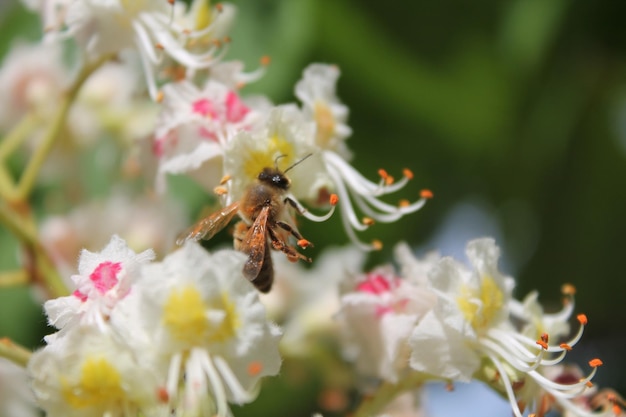 La abeja de la miel poliniza una castaña en flor Las flores de la castaña en primer plano El polen de la castaño en una abeja La abeja recoge el polen de una flor blanca