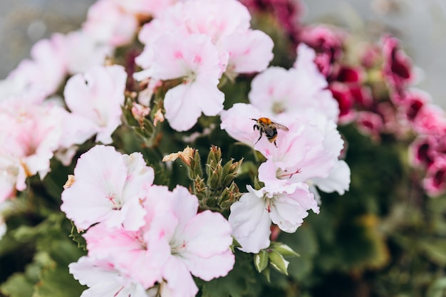 Abeja de miel polinizando flor rosa en otoño otoño jardín naturaleza fondo Abejas flores