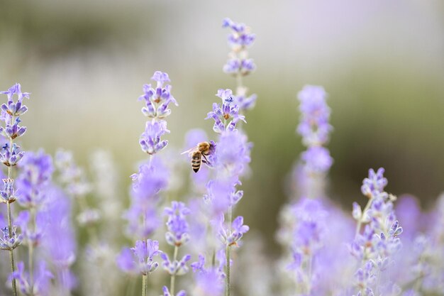 Abeja de miel polinizando flores de lavanda Decaimiento de plantas con fondo de insectos de flores de lavanda