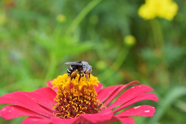 Foto la abeja de la miel polinizando las flores