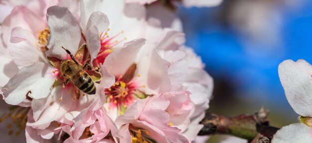 Abeja de miel de primavera recogiendo polen de flores de almendro banner de fondo de cielo azul