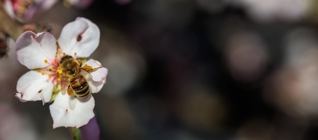 Abeja de miel de primavera recogiendo polen de flores de almendro desenfoque de fondo banner