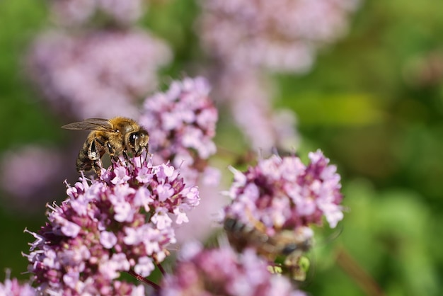 Abeja de miel recolectando néctar en una flor del arbusto de mariposa de flores Insectos ocupados