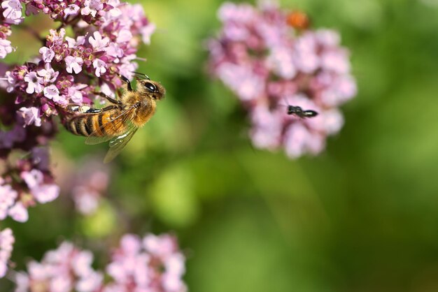 Abeja de miel recolectando néctar en una flor del arbusto de mariposa de flores Insectos ocupados