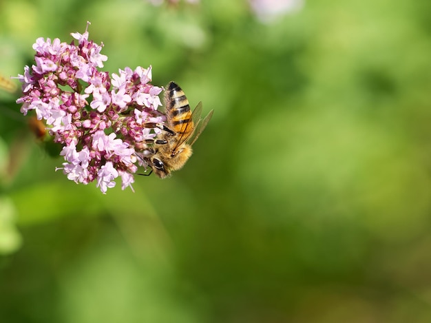 Abeja de miel recolectando néctar en una flor del arbusto de mariposa de flores Insectos ocupados