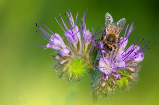 Abeja de miel sentada en el espacio de la copia de la flor violeta