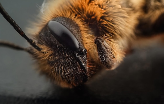 Foto abeja muerta de cerca sobre un fondo negro