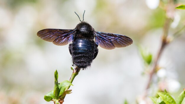 Foto una abeja negra con alas púrpuras y alas negras está mirando hacia arriba