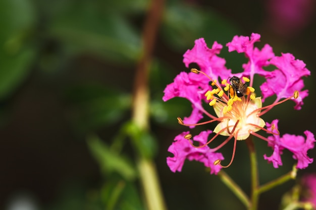 Abeja negra recolectando polen en flor