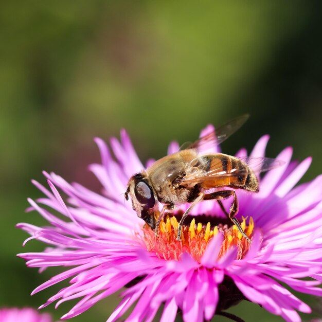 Abeja obrera en flores de aster rosa en el jardín de otoño