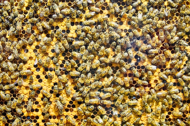 Abeja en panales con néctar de rodajas de miel en células