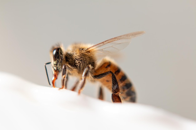 Abeja peluda chupando miel de un plato blanco