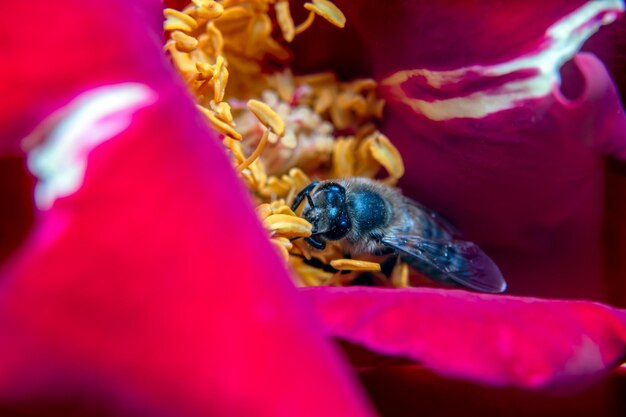 Foto abeja en los pétalos de rosa en la naturaleza macro cerrar