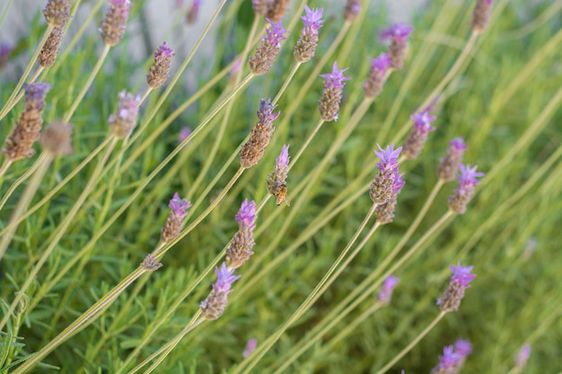 Abeja de pie sobre unas flores de lavanda que están en una maceta