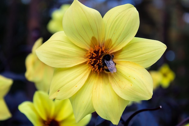 Abeja de pie sobre una hermosa flor amarilla Dahlia Mystic.