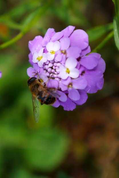 Abeja en una planta púrpura