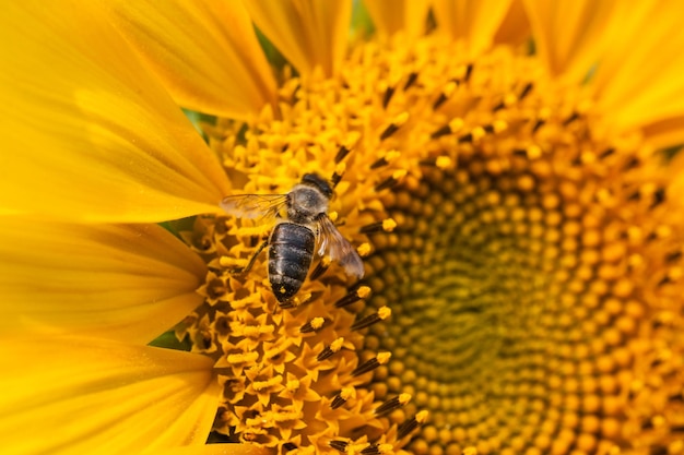 Abeja en un polen amarillo, recoge néctar de girasol