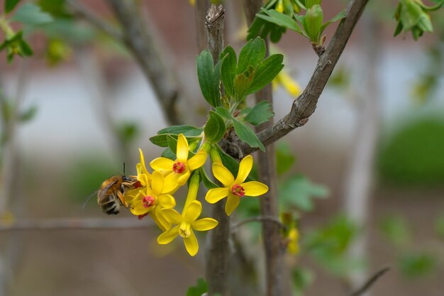 Abeja poliniza la flor de grosella en el jardín