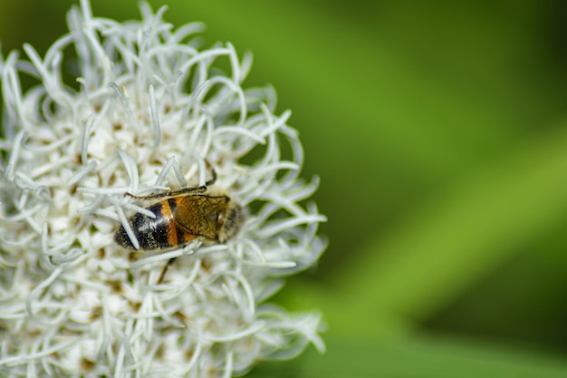 Abeja poliniza la flor en el jardín de verano