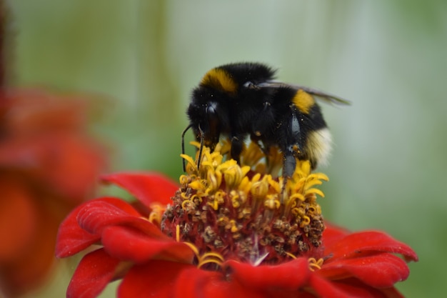 Abeja poliniza la flor en el jardín