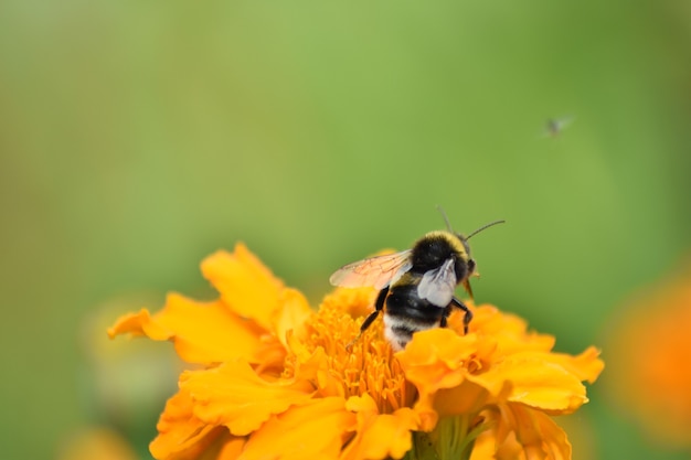 Abeja poliniza la flor en el jardín