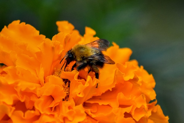 abeja poliniza la flor en el jardín