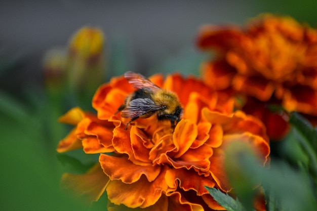 abeja poliniza la flor en el jardín