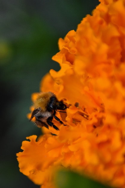 abeja poliniza la flor en el jardín