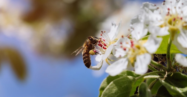 La abeja poliniza una flor que florece en primer plano de primavera