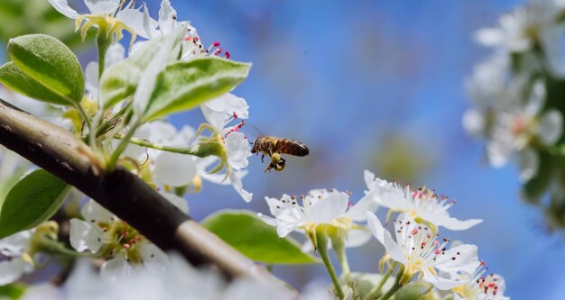 La abeja poliniza una flor que florece en primer plano de primavera