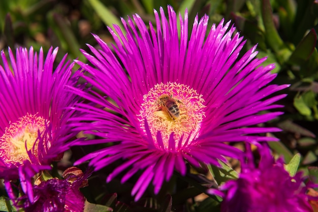 Una abeja poliniza una flor y recolecta miel.