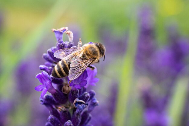 La abeja poliniza las flores de lavanda.