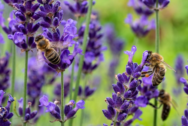 La abeja poliniza las flores de lavanda.