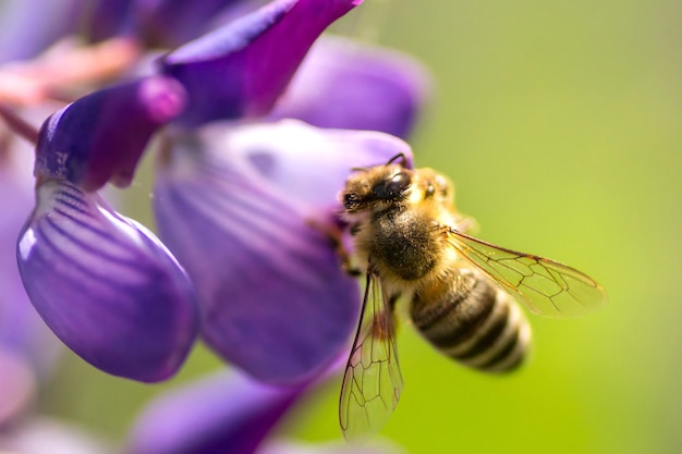 Una abeja poliniza lupino Macro abeja