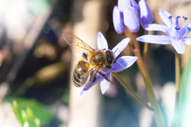 Una abeja poliniza el prolesok azul Scilla