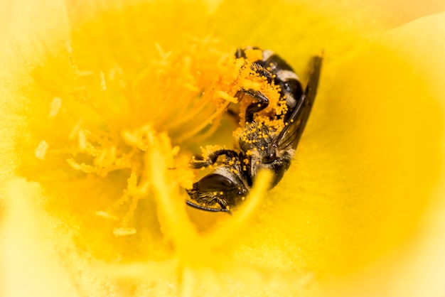 Foto abeja y polinización