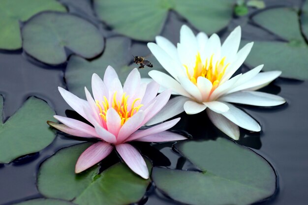 Abeja polinizando flor de loto blanca y rosa sobre el agua