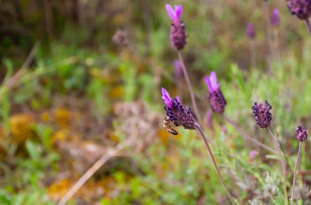 Abeja polinizando flores de lavanda en su entorno natural en el campo